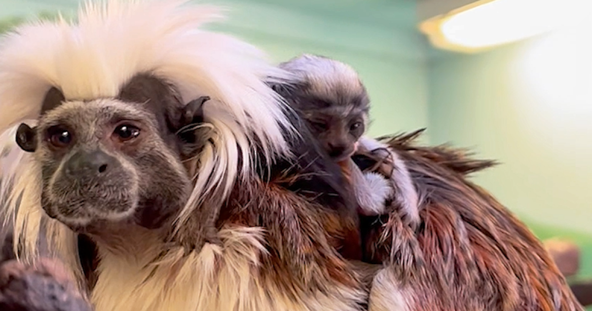 Zoo Boise announces the birth of twin cotton-top tamarins Zoo Boise announces the birth of twin cotton-top tamarins